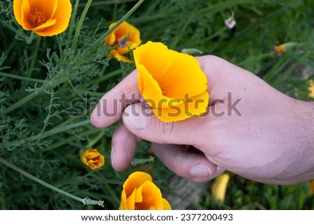 A man's hand delicately takes a flower, this one is in orange and yellow tones.