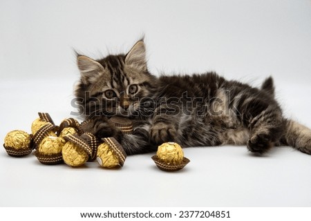 Siberian kitten and chocolate pralines Royalty-Free Stock Photo #2377204851