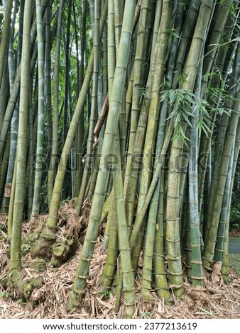 Picture of green bamboo stem and root taken during hot sunny day in Bogor National Park