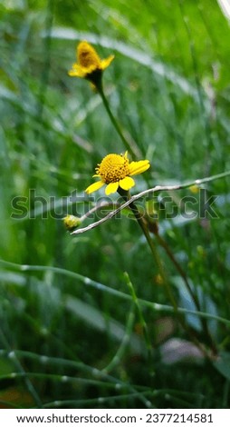 Close-up yellow Spotfowers (Acmella paniculata), Jotang, Getang, Gulang bloom wild outdoor with blurry green weed background portrait view