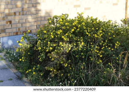 Potentilla fruticosa 'Kobold' blooms with golden yellow flowers in August. Potentilla is a herbaceous flowering plant from the rosaceae family. Berlin, Germany Royalty-Free Stock Photo #2377220409
