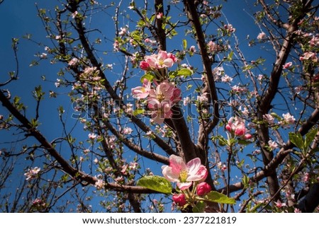 Apple tree blossom with beautiful flower in kashmir in month of April