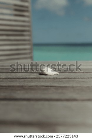 minimal picture of beautiful seashell on dreamy Maldives white beach. 