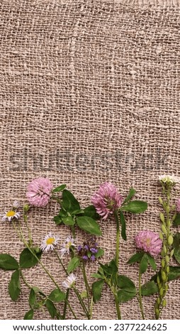 Linen jute photo backdrop with field wild white and pink clover flowers, green plant leaves at the bottom of the background, frame and space for text, close-up. Natural concept.