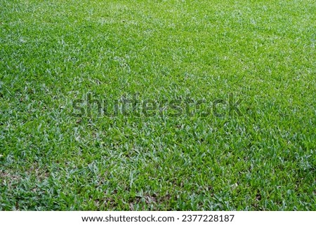 green grass texture and grass field