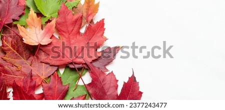 Colorful Autumn maple leaves on a white background with copy space for text
