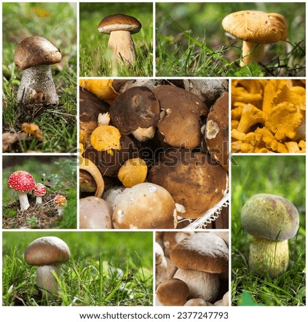 Collage of different mushroom pictures
