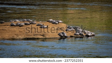 Mud Turtles basking on the rocks at West Point Dam in Georgia. Royalty-Free Stock Photo #2377252351