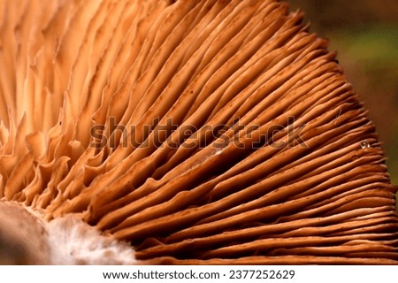 A macro picture of mushroom gills. Under the mushroom cap.