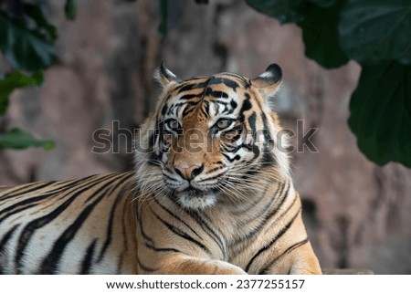 Close up photo of a tiger 