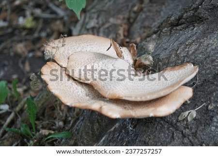 Cerioporus squamosus aka Polyporus squamosus is a basidiomycete bracket fungus, with common names including dryad's saddle and pheasant's back mushroom. Berlin, Germany  Royalty-Free Stock Photo #2377257257
