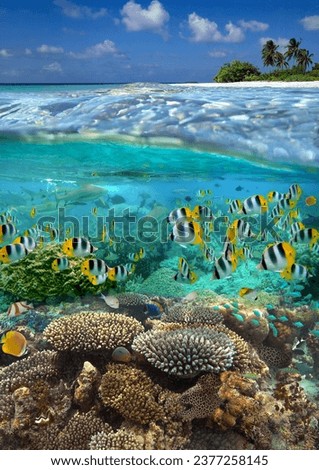 Underwater view of a tropical reef in French Polynesia in the South Pacific Ocean. Royalty-Free Stock Photo #2377258145