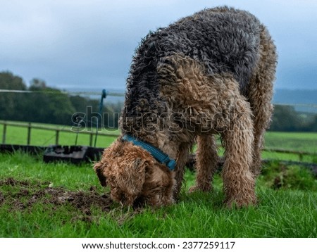 Airedale terrier digging, rabbiting in a grassy field. His snout is covered in mud and deep in the hole. The dog's coat gives the appearance of a teddy bear. Pet photography. 