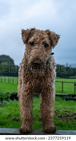 Airedale terrier curiously looking to camera for a portrait, standing in a green grassy field. The dog's coat gives the appearance of a teddy bear. Pet photography.  Royalty-Free Stock Photo #2377259119