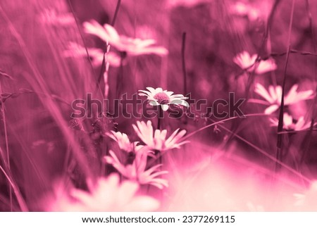 Daisies in meadow, beautiful blooming flower, flowering plant, flower in garden, floral image, pink background for text