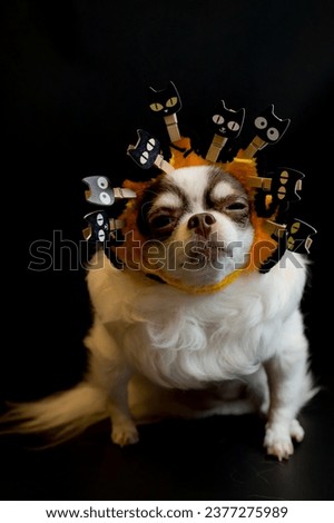Adorable chihuahua dog wearing a Halloween witch hat and holding a pumpkin on dark background. Happy Halloween Day.