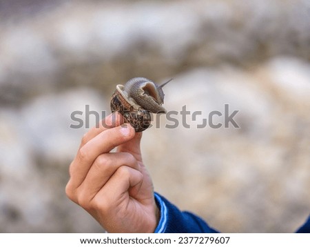 Crop hand of unrecognizable male showing big brown snail against blurred nature background Royalty-Free Stock Photo #2377279607