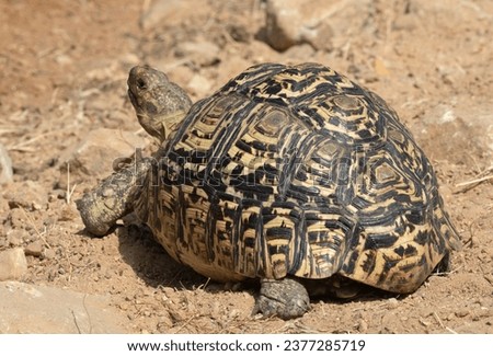 The Leopard Tortoise is the largest of the native species of tortoise found in Eastern and Southern Africa. They prefer the drier savannah areas where they are most active during the rainy season. Royalty-Free Stock Photo #2377285719