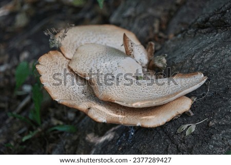 Cerioporus squamosus aka Polyporus squamosus is a basidiomycete bracket fungus, with common names including dryad's saddle and pheasant's back mushroom. Berlin, Germany  Royalty-Free Stock Photo #2377289427