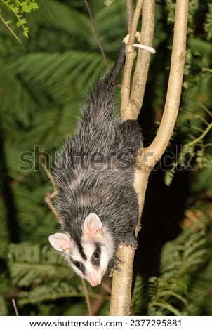 Gambá-de-orelha-branca Opossum (Didelphis albiventris), a marsupial native to South America