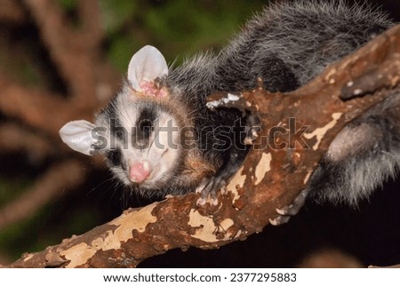 Gambá-de-orelha-branca Opossum (Didelphis albiventris), a marsupial native to South America