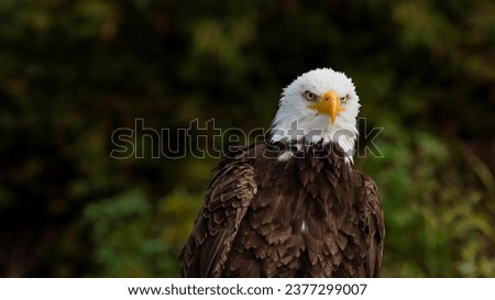 Bald Eagle staring right into the camera with the serious look of a raptor!  Razor sharp focus lets you see every hair of the feathers, reflected light off the beak and the steely look of the eyes!  Royalty-Free Stock Photo #2377299007