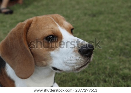 Close up of a beagle dog in a playground