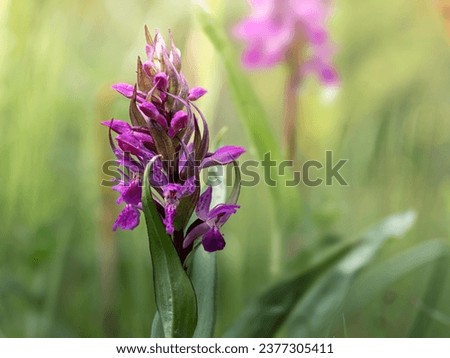 Broadleaf Swamp Orchid - Dactylorhiza majalis as a flower for wall art design with green and purple color. The framed picture can be displayed indoors.