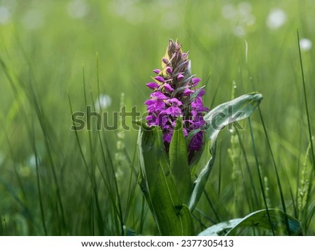 Broadleaf Swamp Orchid - Dactylorhiza majalis as a flower for wall art design with green and purple color. The framed picture can be displayed indoors.
