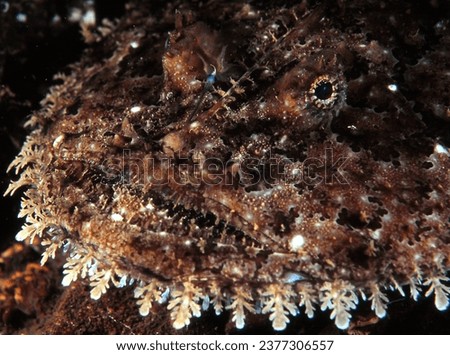 close up of the face of angler fish (also known as a monk fish) Royalty-Free Stock Photo #2377306557