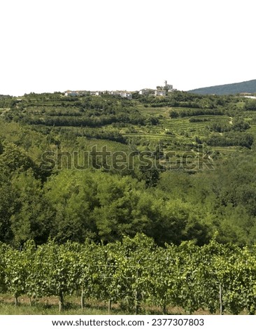 panoramic view of vineyards among the hills on a summer day on a transparent background