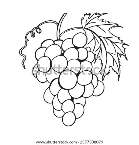 Hand drawn grapes outline. Wine vine close up outline, leaves, berries. Black and white clip art isolated on white background. Antique coloring book illustration for design wine.