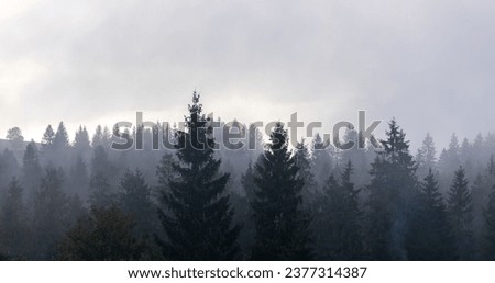 Foggy spruce forest trees. Panoramic landscape. Mountain hills foggy woodland. Dramatic mood. Royalty-Free Stock Photo #2377314387