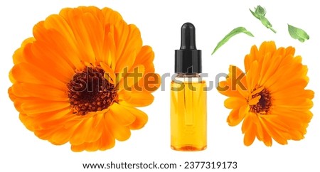 Bottle of aromatic essential oil for herbal medicine with calendula flowers and leaves on a white background. Concept of natural organic beauty cosmetics product.