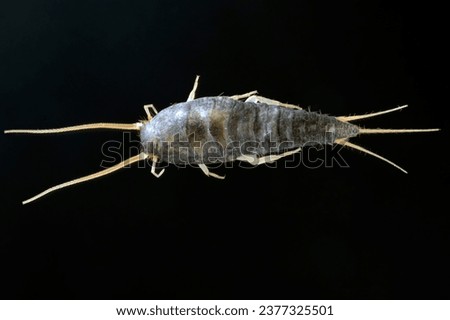 Silverfish (Lepisma saccharina), adult. Isolated on a black background. Top view.
