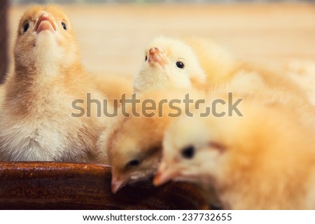 Rearing small chicks. Poultry farming. Agricultural theme. Royalty-Free Stock Photo #237732655