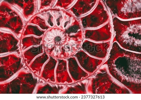 beautiful background red ammonite texture in section with the golden ratio macro photo close-up