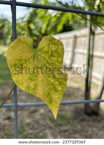 Yellowing sweet potato leaf on wire fence