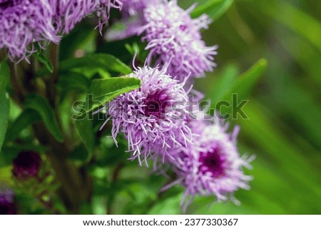 Flower of a savanna blazing star, Liatris scariosa Royalty-Free Stock Photo #2377330367