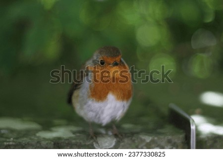 Shallow depth of field robin