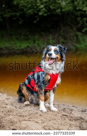 Dog wears life jacket, ready for a boat ride