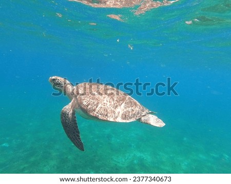 Green sea turtle in caribbean sea