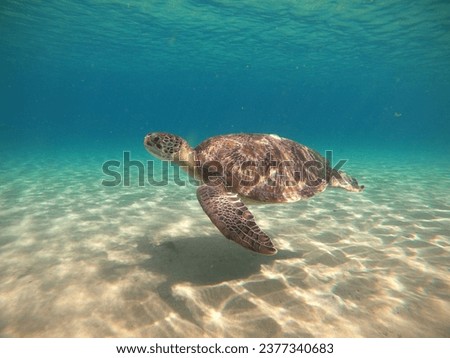 Green sea turtle in caribbean sea