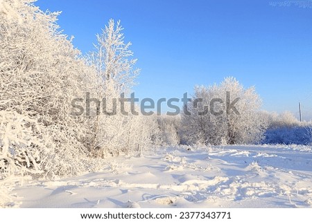 Russian nature in winter, beautiful Christmas background. After a snowfall, tree branches are covered with snow and sparkle in the sun, in severe frost and low temperatures. This is a beautiful winter