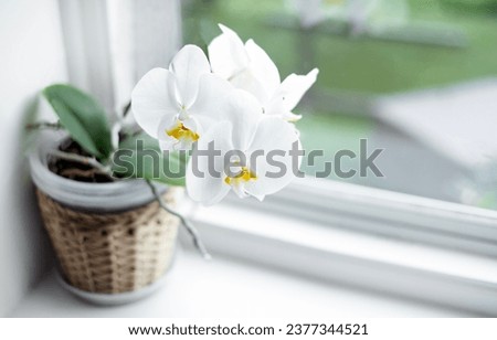 Blooming white Phalaenopsis orchid on the windowsill, white orchid flowers Royalty-Free Stock Photo #2377344521