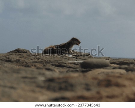 Squirrel beside the atlantic sea