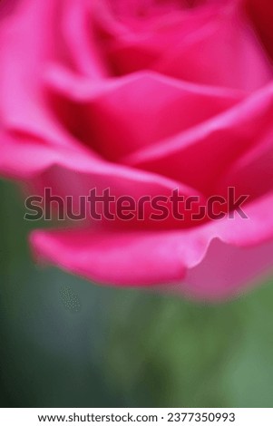 Rose petals close up photography.