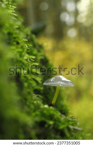 Small mushroom photographed close up in the forest.