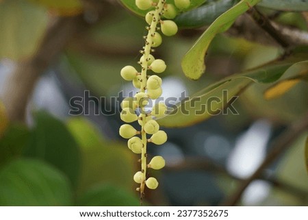 Coccoloba uvifera (seagrape, baygrape, Sea Grape, Jamaican Kino, Platter Leaf). This plant is an ornamental plant and serves as a dune stabilizer and protective habitat for small animal Royalty-Free Stock Photo #2377352675