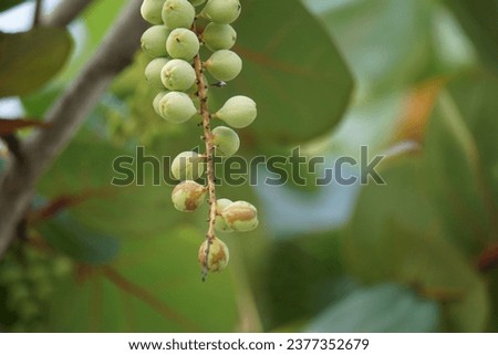 Coccoloba uvifera (seagrape, baygrape, Sea Grape, Jamaican Kino, Platter Leaf). This plant is an ornamental plant and serves as a dune stabilizer and protective habitat for small animal Royalty-Free Stock Photo #2377352679